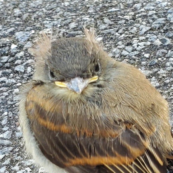 Meet your Posher, C - Picture 1 of 1